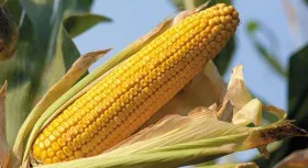 Семена кукурузы NS 6030#1