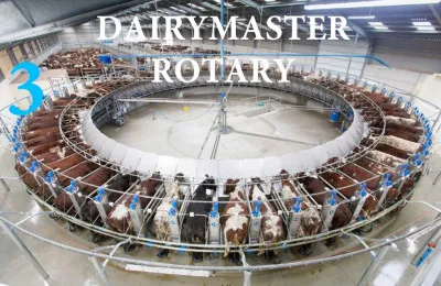 Доильный зал Dairymaster